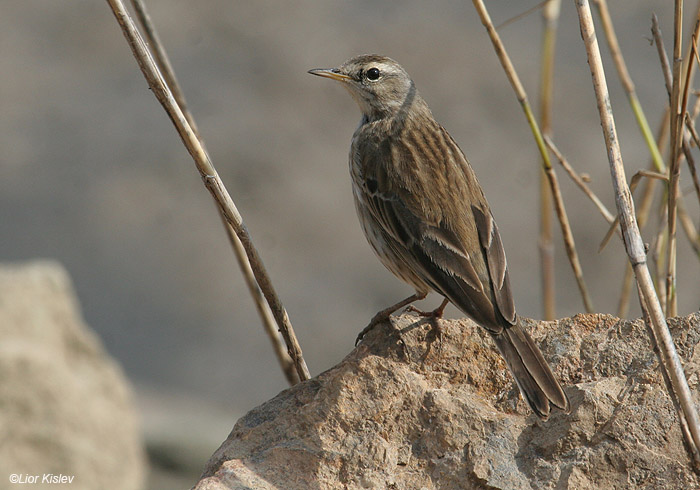   Water Pipit Anthus spinoletta                           , 2009.: 